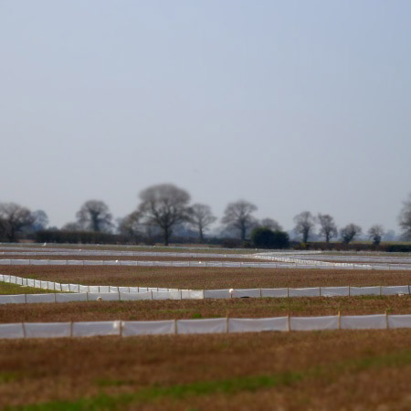 Temporary Newt Fencing